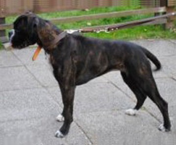 estrella